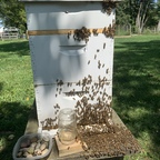 Profile picture of beesnstuff