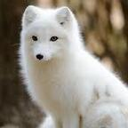 Profile picture of snowfox2020