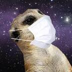Profile picture of suricate